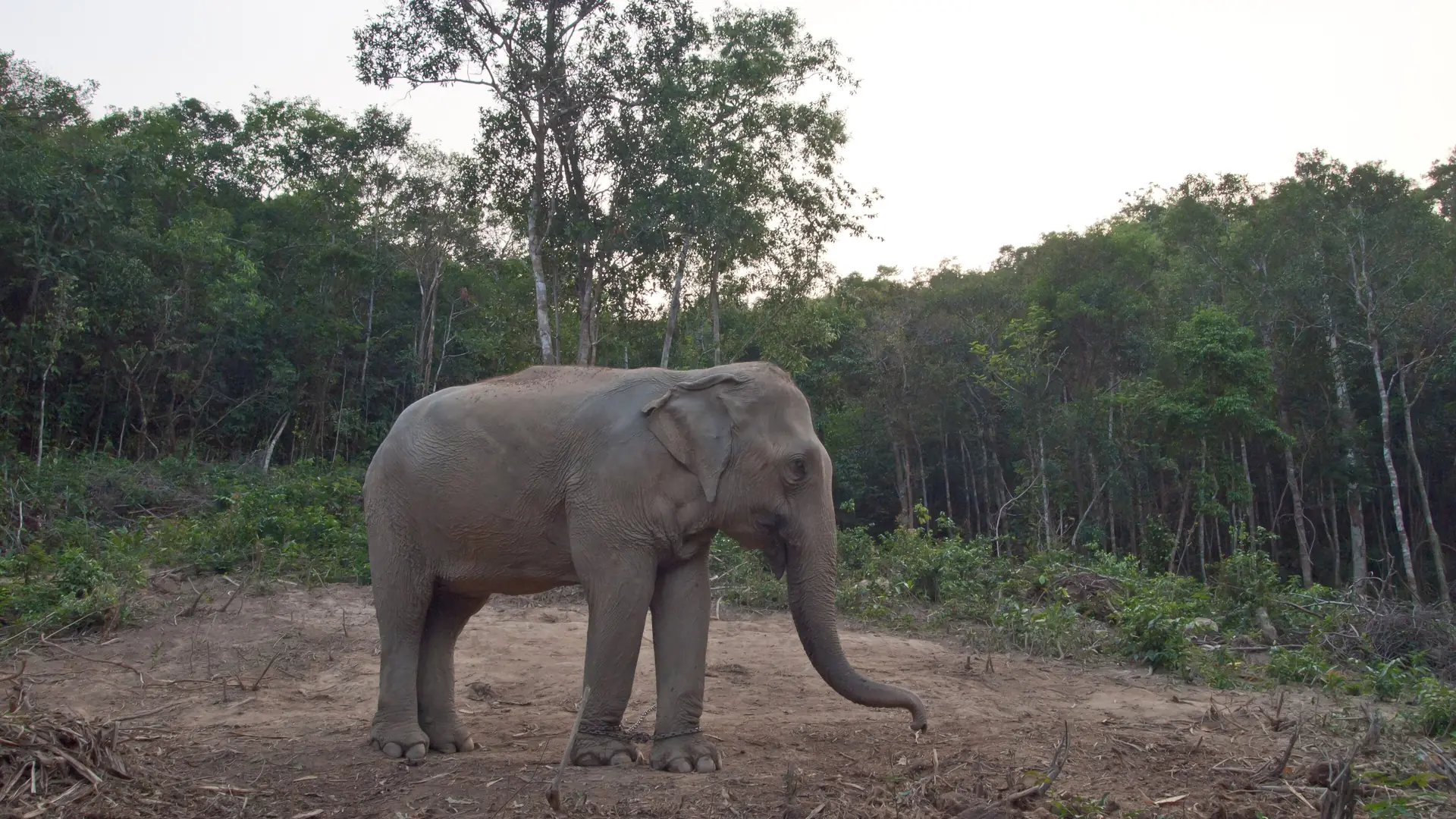 Asian elephant standing free in a forest clearing in Thailand